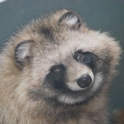 駒大地理だった人
モフみが好き