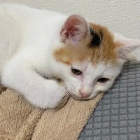 けーた (@monstdal) 's Twitter Profile