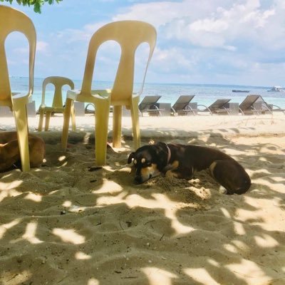 chenyzhong93's profile picture. 币圈野狗