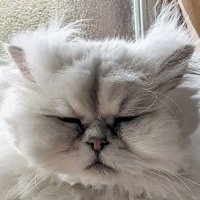 猫に尽くし猫に貢ぎ猫のために働く猫おばさん(@5bKN0vh2WzuMVnb) 's Twitter Profile Photo