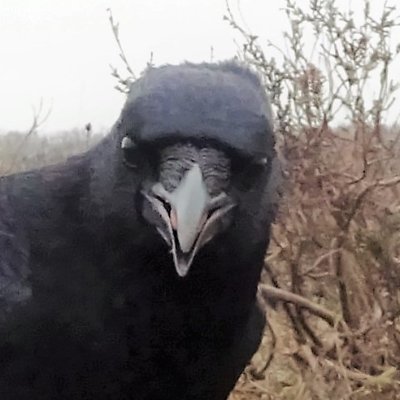 FlintBlackBird Profile Picture