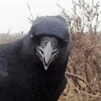 Flint T W I T T E R Crow(@FlintBlackBird) 's Twitter Profileg