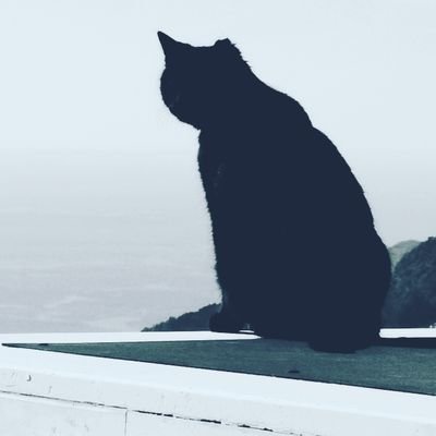 IT Cat ✈️ Profile