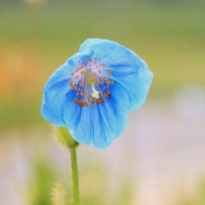 POPPY2_2525's profile picture. 20⤴︎︎︎ 読み垢 公式B済み 英3字理解 永久鍵垢 夢垢