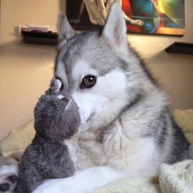formerly that one #FiLay editor :) I tweet & RT randomly about my niche interests. mostly film stuff. may include politics, just a warning. *(pfp is not my dog)