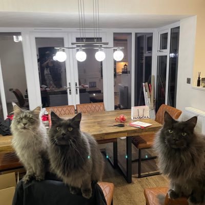 We are 3 Maine Coon brothers. We are 3 years old and live at home with mum and dad and have the best life. We love having our pics taken as we are handsome❤️