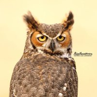 Avian Reconditioning Center(@arc4raptor) 's Twitter Profile Photo