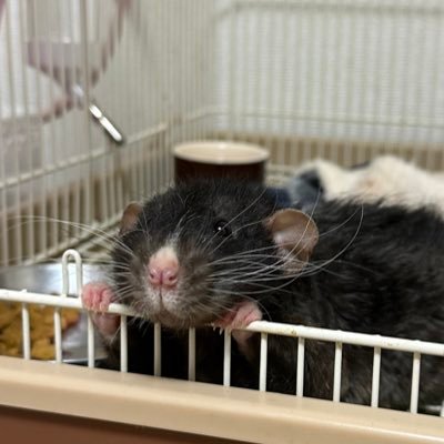 ラット🐀垢 ラットの日常を投稿してます！まれにわんちゃんも🐶