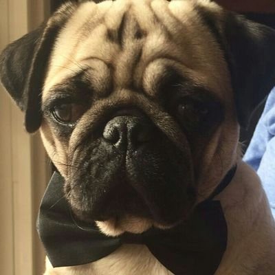 theodevries39's profile picture. 