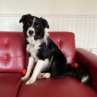 Daisy the Border Collie(@hollandsdaisy1) 's Twitter Profile Photo