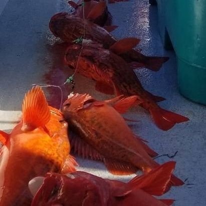 USA CAUGHT 🇺🇲
KNOW YOUR FISHERMAN