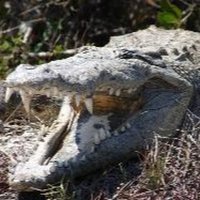 Old Croc(@OldCroc4Pres) 's Twitter Profile Photo