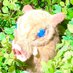 れん太郎 (@ren_056) Twitter profile photo れん太郎 (@ren_056) Twitter profile photo