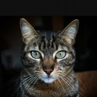 KittyKat (@akakittykat1) 's Twitter Profile