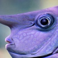fathoms - a mermay zine π (PDF sale now live!) (@fathomszine) 's Twitter Profile Photo fathoms - a mermay zine π (PDF sale now live!) (@fathomszine) 's Twitter Profile Photo