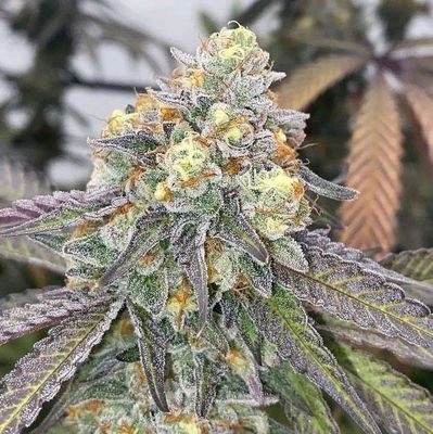 2Felazz's profile picture. Nde-ODINALA | Afrobeat Genius | Singers | Songwriters | Composers | Vibes Machines | KNOW THY SELF

For business related matter; 08036391152