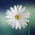 Florencia Mazara (@florenciamazara) Twitter profile photo Florencia Mazara (@florenciamazara) Twitter profile photo