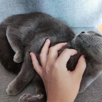 啾不念秋 (@akiraakimoto3) 's Twitter Profile