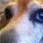 beagleone's profile image
