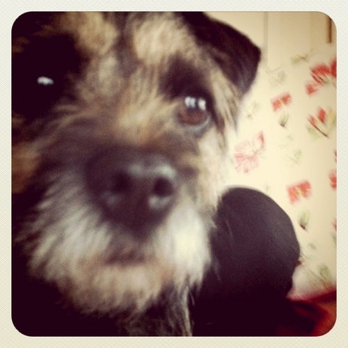 Pawsandpurrs's profile picture. 34b Kersley Rd, Stoke Newington, Hackney N16 and http://t.co/MAv5KcXngg | for cats, dogs and their owners | grooming | instagram @pawsandpurrs