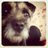 Pawsandpurrs's profile image