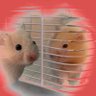 chubba04Willwin's profile picture. GAWS WON 🏆: 20
I love my dogs and hamsters
#BatFam

#Fishyfam

#FJCMOBB

#Goatedgang

#Babsfam

#siroontop

if u win anything from me vouch with #Chubba04legit