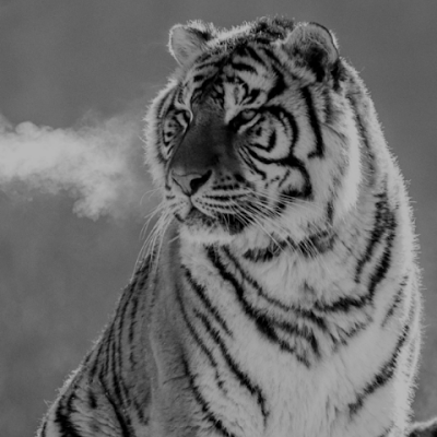 MisbaUd28443840's profile picture. 