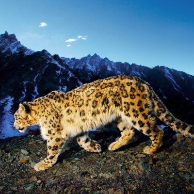 akkount98765's profile picture. 