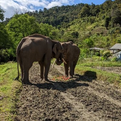 We are brothers living a free life at Karen Elephant Home up in the mountains of Chiang Mai Thailand.