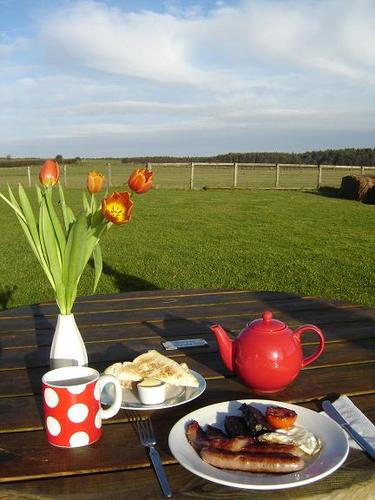 Organic biodiverse livestock farm, Farm Shop, Coffee Shop, Forest Adventure play. Aberdeen Angus Beef, Lleyn lamb, mutton, Saddlebacks, eggs.