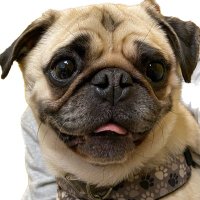 Meatball_the_Pug_&_Friends(@MeatballHungry1) 's Twitter Profile Photo