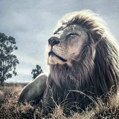 Qaswara71's profile picture. فلا تَلُمِ السّوابِقَ والمَطايا ***
إذا غَرَضٌ من الأغراضِ حادا...