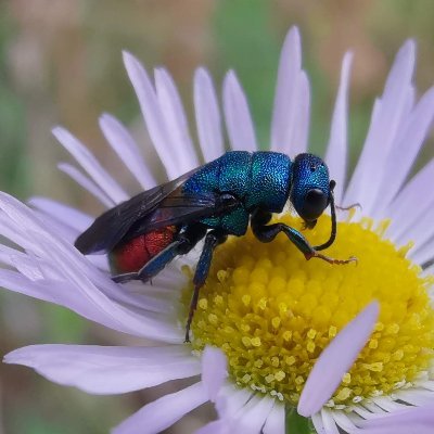 Naturalist, tardigrade taxonomist, biology student (Jagiellonian University). Member of NATRIX Herpetological Association. My IG: @nature_via_my_lens