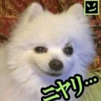 melty (MOVED TO @FL0WERTRICK_) (@sillybillyvevo) 's Twitter Profile
