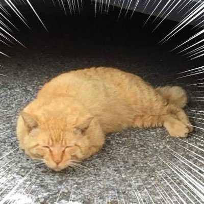 きのこにょきにょき🍄猫にゃーにゃー🐈都内住み 40代 今日もきのこは旅の途中……ご質問はコチラhttps://t.co/F7ilWQFK8X