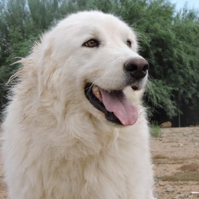 RaquelB60111816's profile picture.