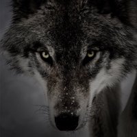 LONE.J.WOLF (@misosoup63) 's Twitter Profile Photo LONE.J.WOLF (@misosoup63) 's Twitter Profile Photo