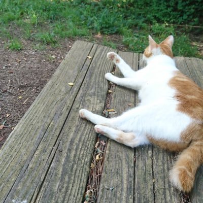 LOdcxIbfF4QxyMK's profile picture. 