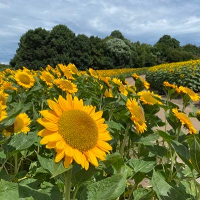 司法書士と行政書士の兼業 野球好き