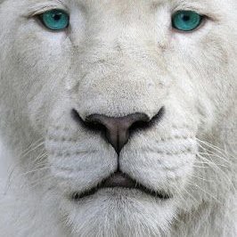 I am White Lion, but you can call me Tamy :)