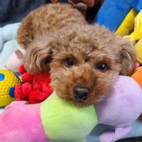 中年独身オッサンワンコ飼う (@gupsvyktpzko1cs) Twitter profile photo