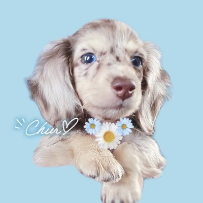 カニンヘンダックス♀チョコレートダップル ੯‧̀͡uྀི\⟡.·┆ 2020/12/31生🎂 4歳┆おなかにハートマーク🫶🏻┊︎常に真顔のおんなのこ☁️🫧 ブルーアイについては理解してます 健康元気ですので偏見なく見守ってくださると嬉しいです
