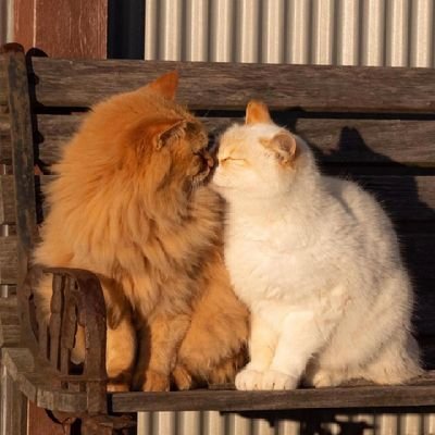 _thebrowneyes's profile picture. فَإِنَّ مَعَ الْعُسْرِ يُسْرًا
🦋