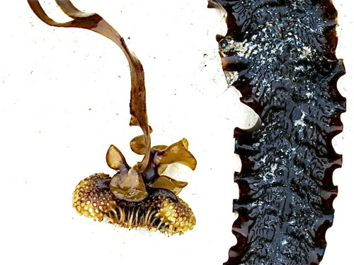 BobbieSeagroatt's profile picture. Painting, drawing, designing, pattern cutting, making, singing.
Atelier by Bobbie Seagroatt, Comus.