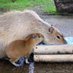 CAPYBARALOVERS (@usa_capybara) Twitter profile photo