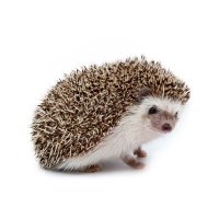 綾鷹🦔 (@0e0_q) 's Twitter Profile