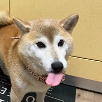 ぽんこつページ コウペンちゃん NEOツインGTGK～Webオーダーパック（ブルー