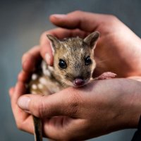 Justice for Palestine 🇵🇸 (@rebecca_delacy) 's Twitter Profile Photo