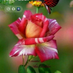 Brahim Benzazou (@bbenzazou) Twitter profile photo Brahim Benzazou (@bbenzazou) Twitter profile photo