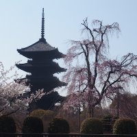 京都ぶらぶら案内 Kyoto tourist information (@sightseeingkyo1) 's Twitter Profile